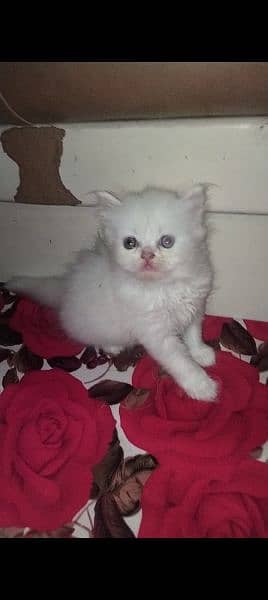 punch face kittens available for sale call 03095561812 7