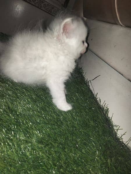 punch face kittens available for sale call 03095561812 8