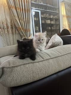 female kitten pair
