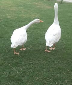 2 fees white duck