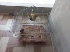 Green Fisher for sale with cage