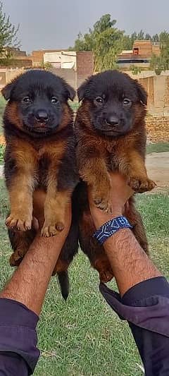 German Shepherd puppies for sale