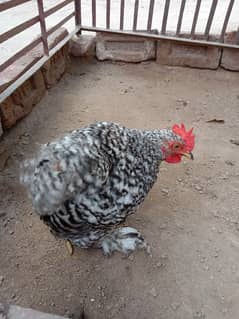 Coco bantam male and molted. bantam pair haldy and active