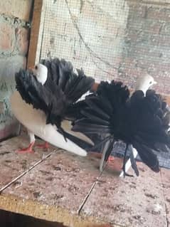 Black tail lakky chicks pair