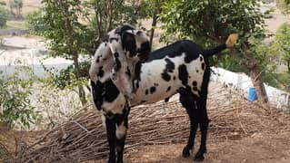 Premium quality breeder Male Goat Length/ hight 58/41