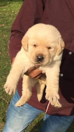 Labrador male puppy for sale