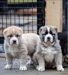 king Alabai all breeds available full sequrty dogs