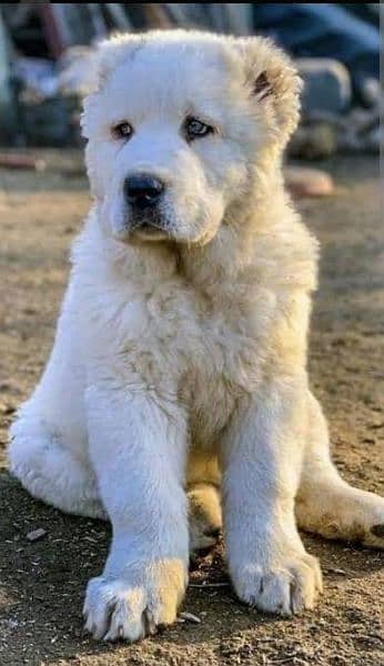 king Alabai all breeds available full sequrty dogs 5