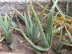 Aelovera plant