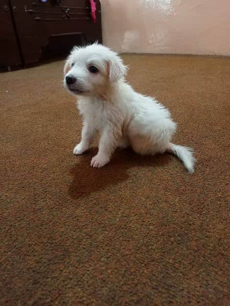 Russian baby dog male 2 months age 3