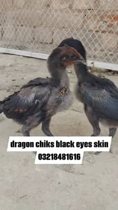Dragon breed black eyes skin