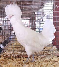 White polish chicks