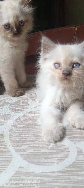 Persian cats for sale 0