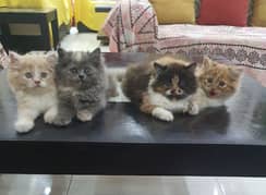 Tripple coted persian kittens