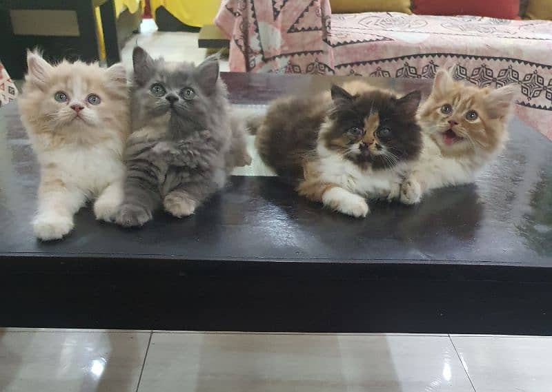 persian kittens for sale 3