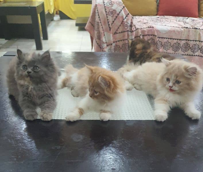 persian kittens for sale 10