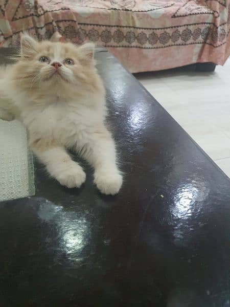 persian kittens for sale 13