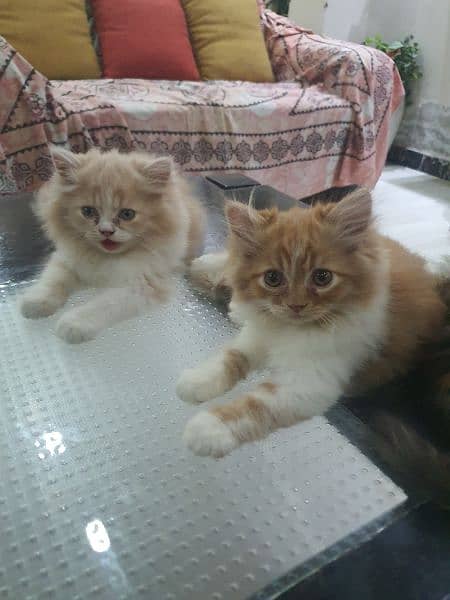 persian kittens for sale 14