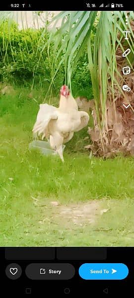 Aseel Heera Chicks and Fertile eggs both available 3
