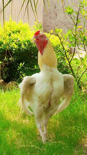 Aseel Heera Chicks and Fertile eggs both available 4