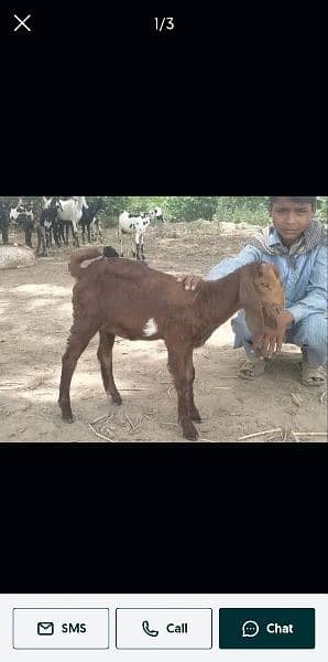 Female baby goat for sale. 3