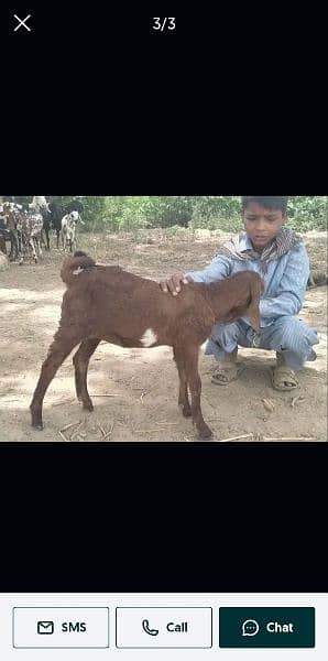 Female baby goat for sale. 4