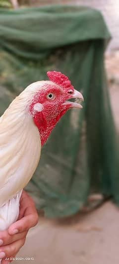 Aseel Heera Chicks and Fertile eggs both available 0