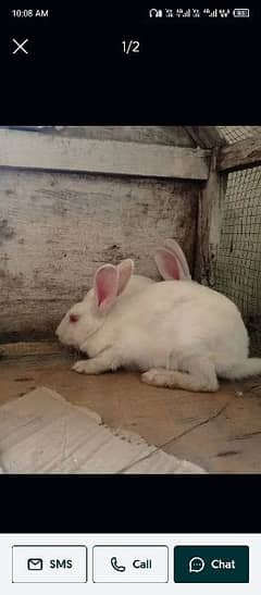 white rabbit for sale 3500