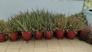 Aloe vera/Aloevera Plants for sale