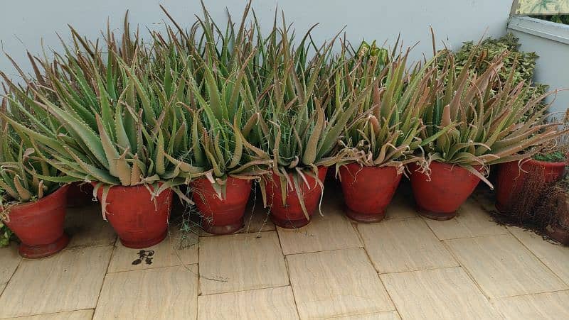 Aloe vera/Aloevera Plants for sale 1