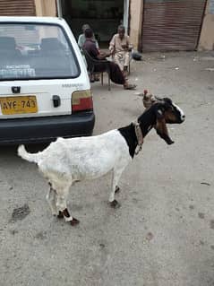 Desi Bakri with 1 male kid Dood acha deti he. .