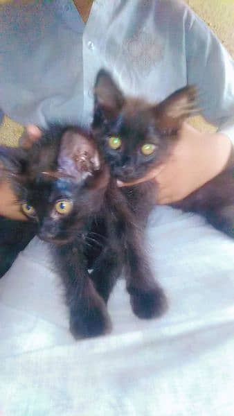 Persian n kids for seel age 4 months 3