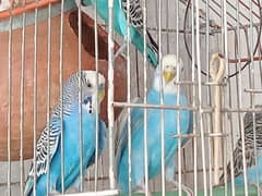 baji parrot 0