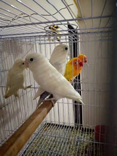 2 healthy and Activ breeder pair with chick and cage 0