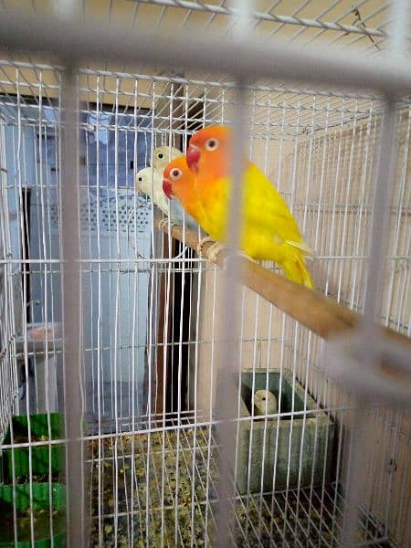 2 healthy and Activ breeder pair with chick and cage 2