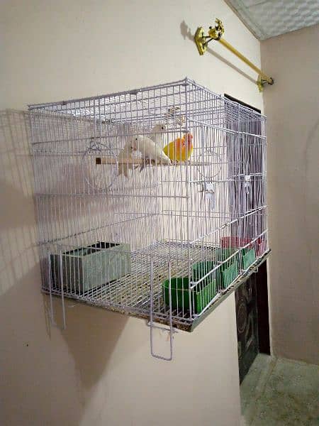 2 healthy and Activ breeder pair with chick and cage 5