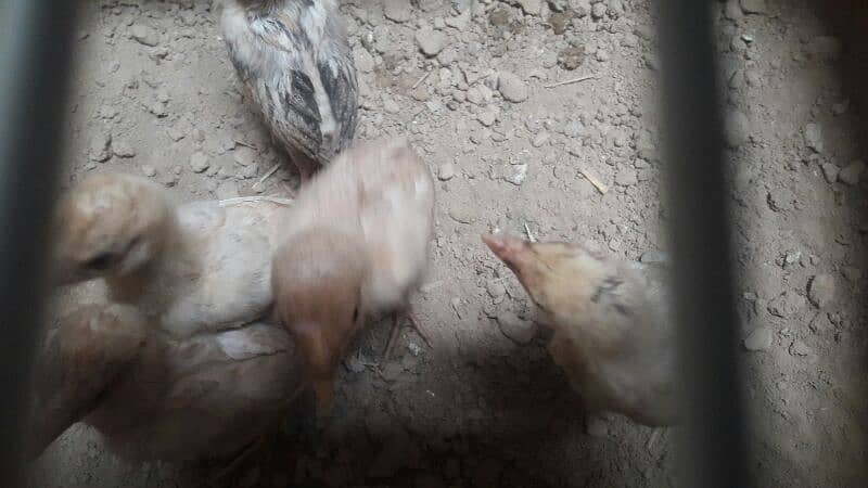 Aseel chicks 3