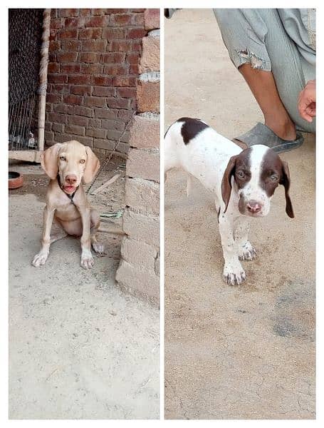 pointer female sale 03060115430 0