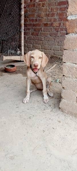 pointer female sale 03060115430 3