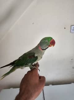 raw Parrot talking just alone