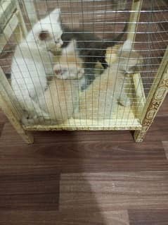 Persian cat with 4 kittens for sale