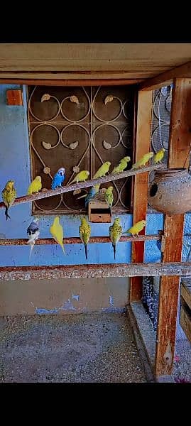 King Size Budgies 0