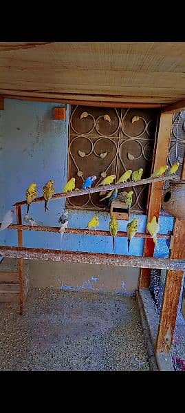 King Size Budgies 1