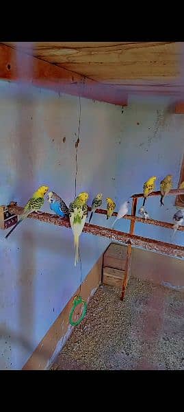 King Size Budgies 2