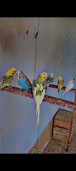 King Size Budgies 3