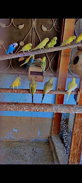 King Size Budgies 4