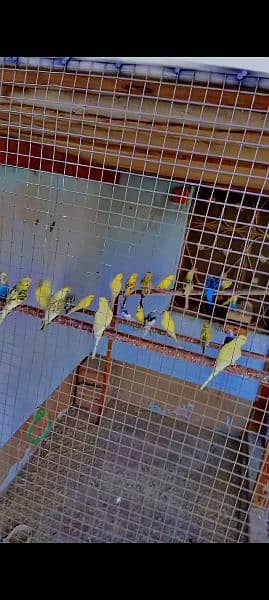 King Size Budgies 5