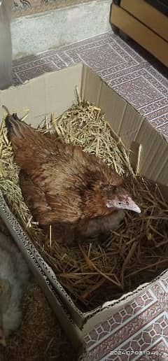 mianwali aseel hen for sale 0