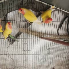 Love birds colony mix 38000/-