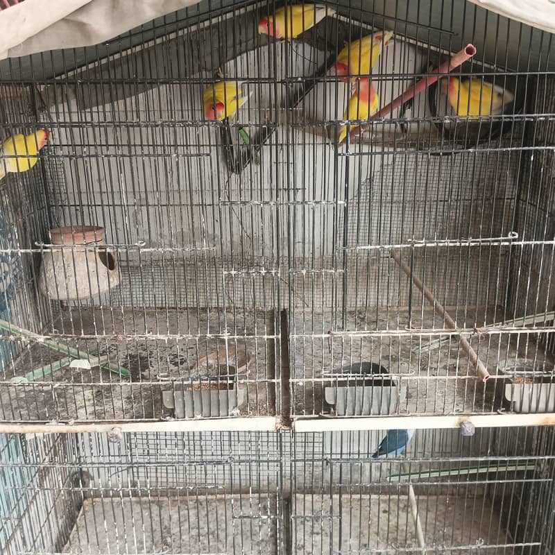 Love birds colony mix 38000/- 2